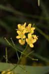 Creeping yellowcress